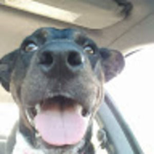 Meet your Posher, Jessie